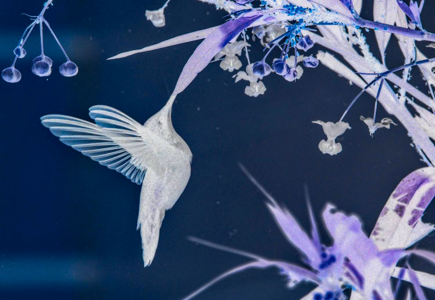 3rd PrizeCreative Artistry In Class 1 By Shawn Brighenti For Inverted Hummer OCT-2025.jpg